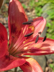 Zbliżenie na barwny kwiat lilii © Kumulugma