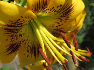 Zbliżenie na barwny kwiat lilii © Kumulugma