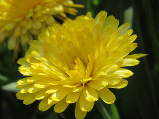 Zbliżenie na kwitnącą roślinę z gatunku Calendula