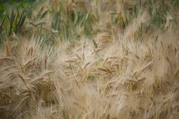 Fototapeta premium A field brimming with golden wheat occupying the entirety of the frame