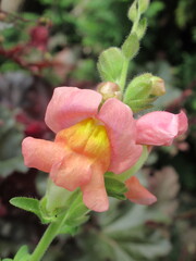 Zbliżenie na kwiaty rośliny z gatunku Antirrhinum majus