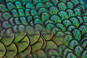 Beautiful green peacock feathers, Close up