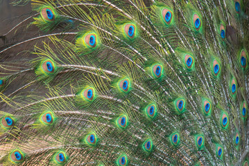 Beautiful green peacock feathers, Close up