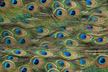 Beautiful green peacock feathers, Close up