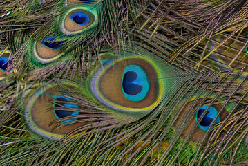 Fototapeta premium Beautiful green peacock feathers, Close up