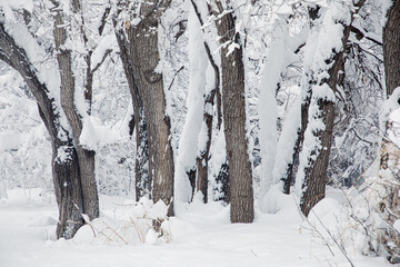 Snow Scenery in the Colorado Mountains in Winter