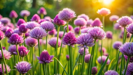 Obraz premium Vibrant purple flowering chives swaying gently in a lush green vegetable garden on a sunny spring morning with soft focus background.