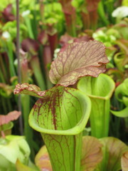 Zbliżenie na kaptur rośliny z gatunku sarracenia