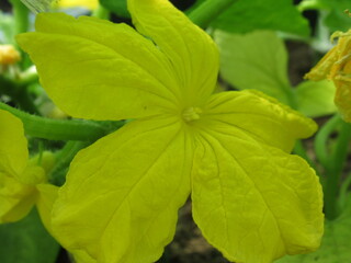 Zbliżenie na kwiaty ogórka © Kumulugma