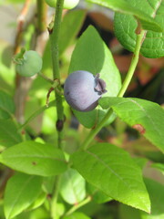 Zbliżenie na owoce borówki amerykańskiej © Kumulugma