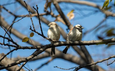 Cape sparrow pair perched in a tree in a garden in urban South Africa