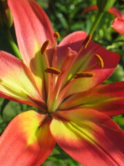 Zbliżenie na barwny kwiat lilii © Kumulugma