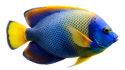 Blueface Angelfish isolated on background