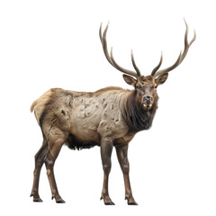 Photo of Elk isolated on transparent background