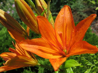 Zbliżenie na barwny kwiat lilii © Kumulugma