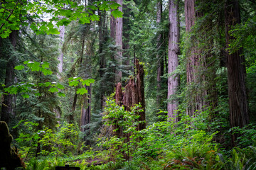 beautiful image of a tree in the mountains