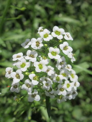 Zbliżenie na białe kwiaty smagliczki nadmorskiej (Lobularia maritima)