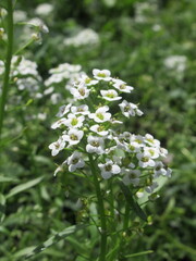 Zbliżenie na białe kwiaty smagliczki nadmorskiej (Lobularia maritima) © Kumulugma