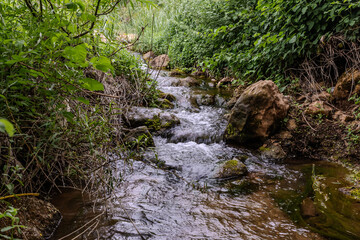 The shallow  never drying Tsalmon stream flows between banks overgrown with greenery. in northern Israel