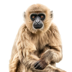 Obraz premium Photo of Gibbon isolated on transparent background