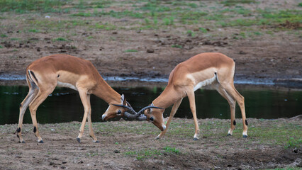 Dueling Impala