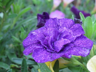 Kwiat rośliny z gatunku Calibrachoa © Kumulugma