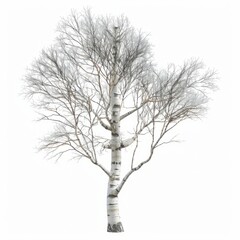 Fototapeta premium 3D Render, Low Poly style of a sturdy birch tree with white bark, on isolated white background, Generative AI