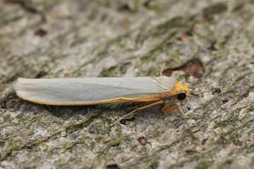 Closeup on the European hoary footman moth, Eilema caniola sitting on wood