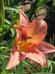 Zbliżenie na barwny kwiat liliowca (hemerocallis)