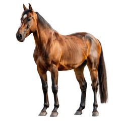 Obraz premium Photo of Horse isolated on transparent background