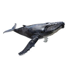 Fototapeta premium Photo of Humpback Whale isolated on transparent background