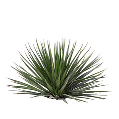 Fototapeta premium Agave Stricta Bush Isolated on Transparent Cutout