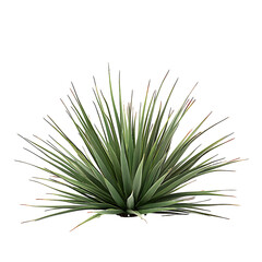 Agave Stricta on Transparent Background Cutout