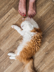 Funny red-haired cat plays next to a woman's feet with a red pedicure