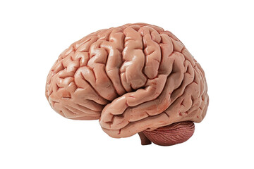 Human Brain Anatomy Model