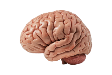 Human Brain Anatomy Model