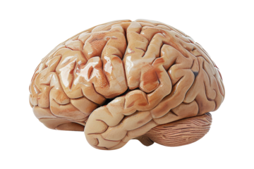 Human Brain Anatomy Model
