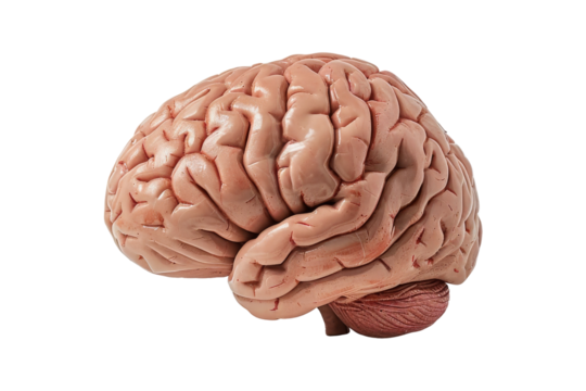 Human Brain Anatomy Model