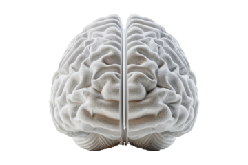 Human Brain Anatomy 3D Render