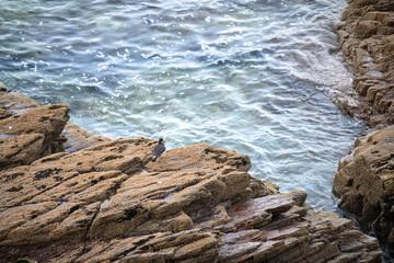 Oystercatcher haematopus ostralegus, perched on rocks by the sea