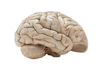 Human Brain Model