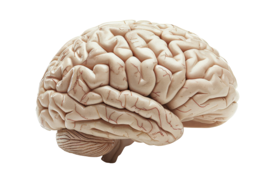 Human Brain Isolated On White Background
