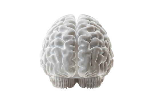 White Brain Isolated On White Background