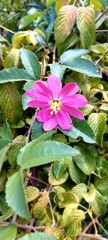 flor passiflora tarminiana