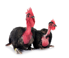 bantam Naked Neck chicken in studio