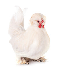 sultan chicken in studio