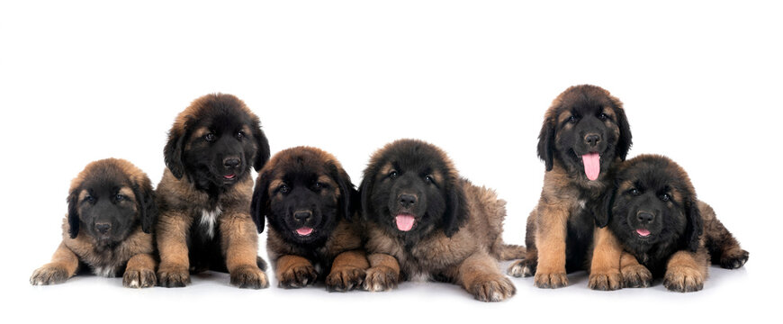 puppies Leonberger in studio