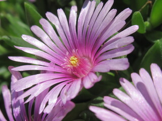 Zbliżenie na kwiat rośliny z gatunku Heliosperma © Kumulugma