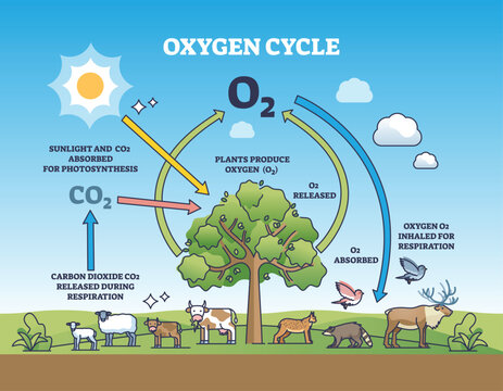 Oxygen cycle with O2 production from plants absorbing carbon dioxide outline diagram. Labeled educational scheme with biological process explanation and gas exchange in nature vector illustration.