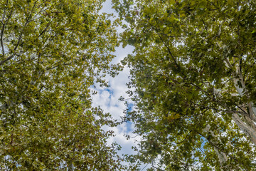 Obraz premium View of the sky through the canopy of green leaves from tall trees on a sunny day in Zagreb, Croatia.